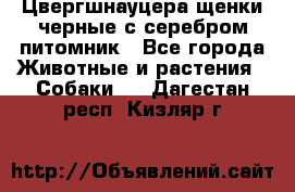 Цвергшнауцера щенки черные с серебром питомник - Все города Животные и растения » Собаки   . Дагестан респ.,Кизляр г.